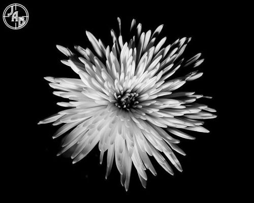 #worldphotographyday #flower #monochrome #pretty #shadows #blackandwhitephotography #blackandwhitech