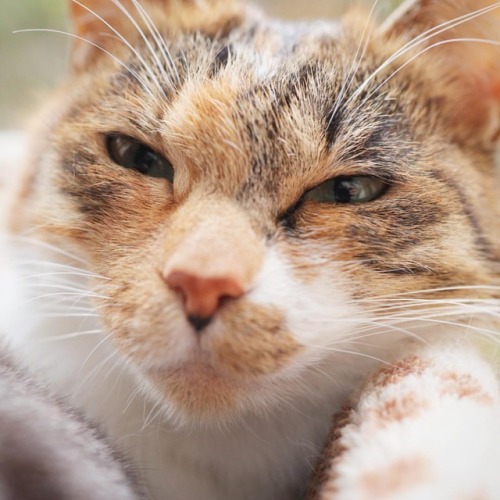 午後の三毛 Camera ： EOS R Lens ： RF35mm F1.8 MACRO IS STM #猫 #ねこ #ねこすたぐらむ #ねこ部 #ねこのきもち #ねこら部 #ねこ好き #ねこばか 