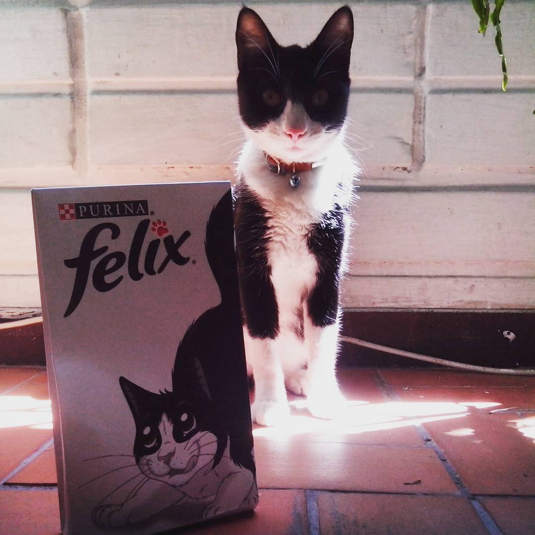 Gracias #purinafelix #purinacatchow por el regalo. Y no, no es Félix es la Chimuela