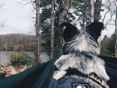 considerthewldflowers:  Took a long nap in my hammock today with my best friend. It was so delightful. 