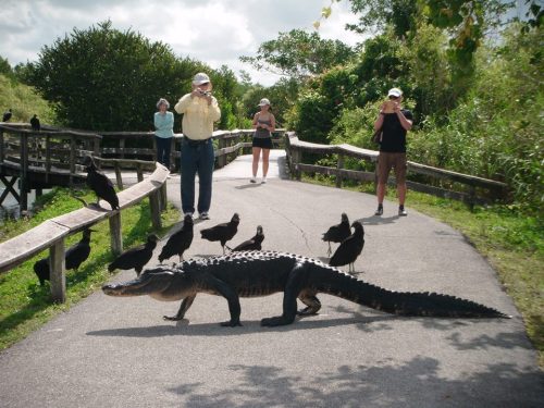 besturlonhere:americasgreatoutdoors:Did you know: Alligators move three different ways on land. They