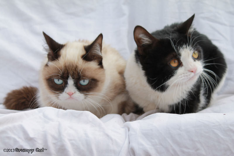 tardthegrumpycat:  The Daily Grump | February 19, 2013 Adopt a Pet - Shelter and