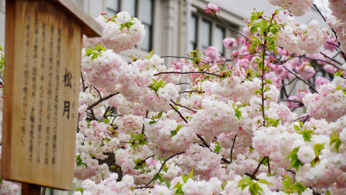 fuckyeahjapanandkorea:  DSC07413 by 周培風