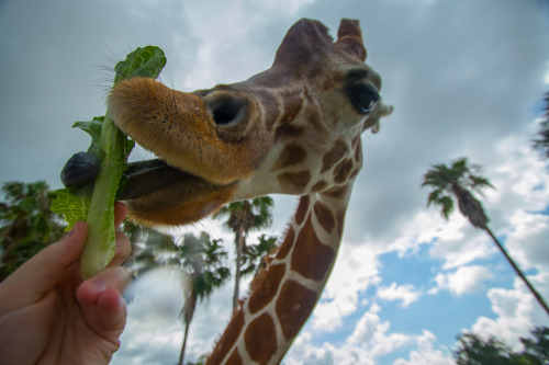Behind the Scenes at Busch Gardens was awesome