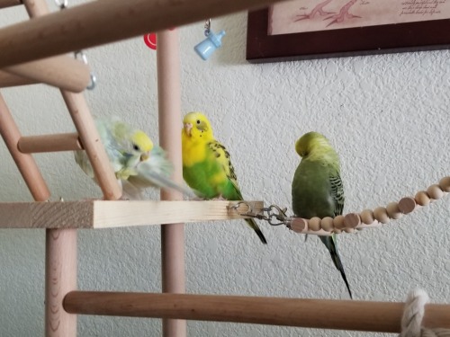 Playground birbs