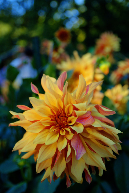 tinnacriss:   	Bicolore by bruno collinet    	Via Flickr: 	Dahlia du Parc Floral  (septembre 2007)   