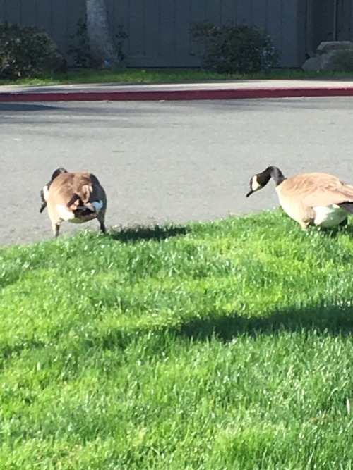 stiltfox: geekhyena: devieklutz: Greetings and Defiance, buggers. Canada geese are the LP in bird fo