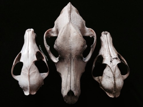 Some Of My Skulls.