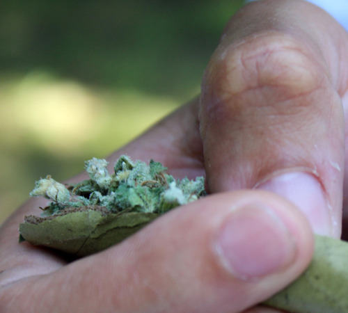 biitchesaintshiibuthoesntriicks:  radioactiveheroin:  takenbyme  Best photo set of a blunt being rolled by far 