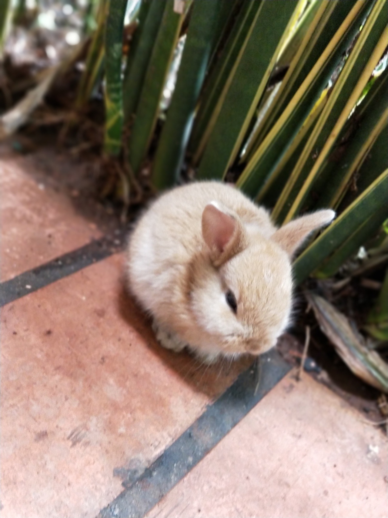 This is Yue the bun, I hope he makes your day, he tinygasps softly&hellip;&hellip;hes