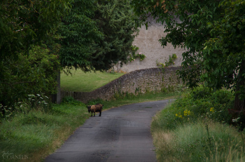 Montlouis-sur-Loire, Indre-et-Loire, France, 2018 by Jolene CornelisInstagram