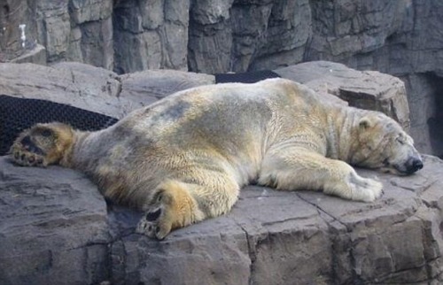 sapiophilous:panemoppression:Arturo is a 29-year-old male polar bear currently living in Argentina’s