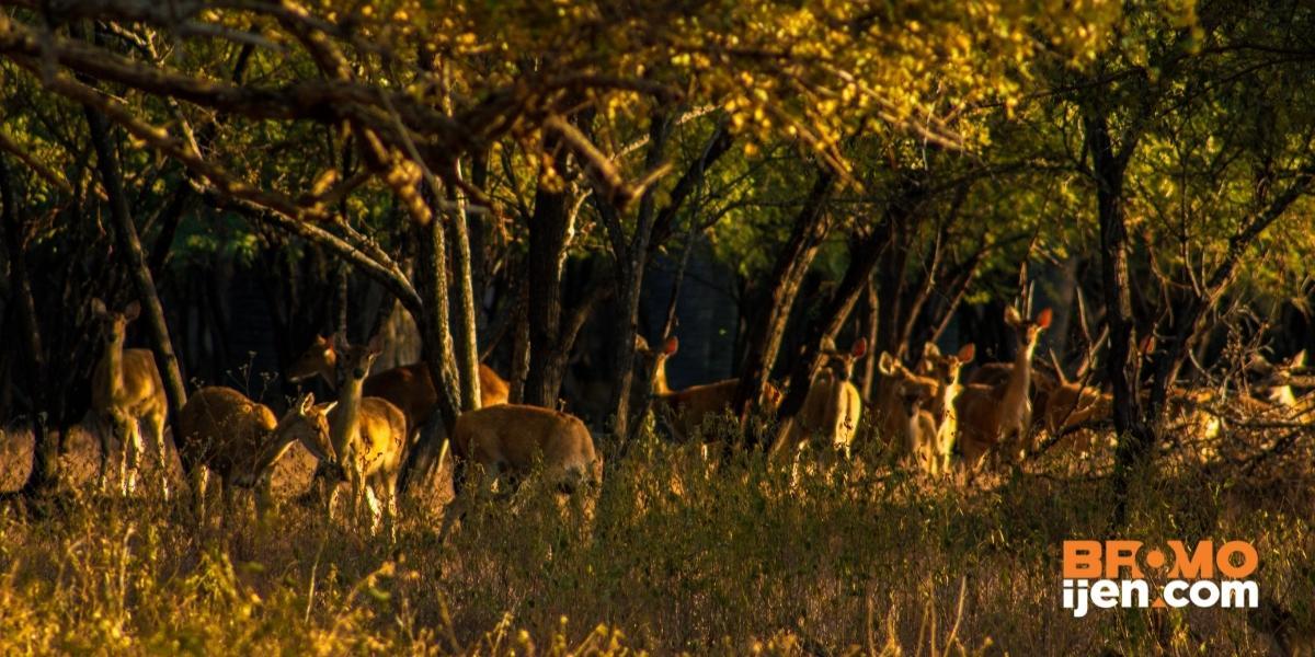 open trip taman nasional baluran banyuwangi