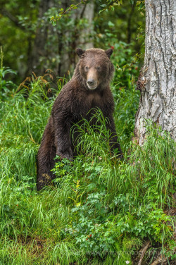 Fuck-Yeah-Bears:  Standing Tall By Debbie Tubridy