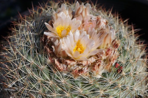 What’s blooming in the garden? Pediocactus simpsonii. It smells like old roses to me.