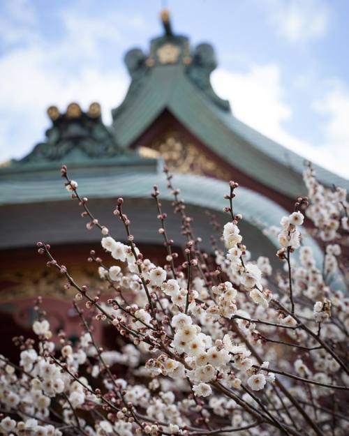 hidepod:#白梅 #宝物殿 #whiteplumblossoms #kyoto #japan(Kitano Tenmangū)