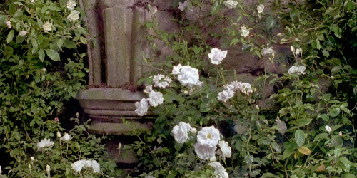 rosierainy:The Secret Garden (1993)