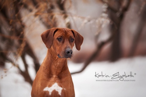 &ldquo;Rhodesian Ridgeback&rdquo; Canon EOS 5D Mark II + 135mm f/2L USMAuthors: Katrin Lebedinskaya 