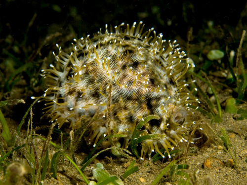 Cypraea tigris (Tiger cowrie)