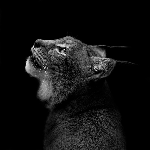 Beautiful black & white portraits of animals by Lukas Holas