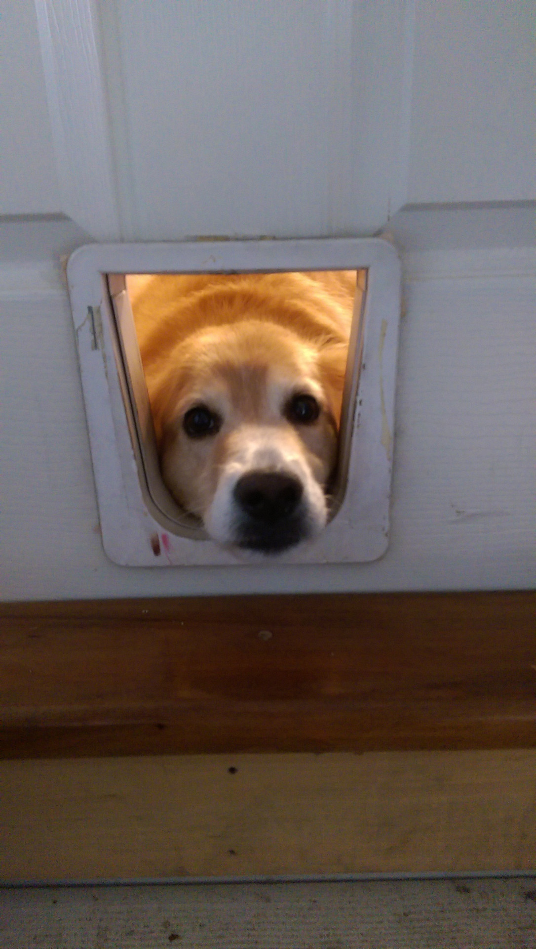 awwww-cute:  My dog likes to look through the cat door every time I come home (Source: