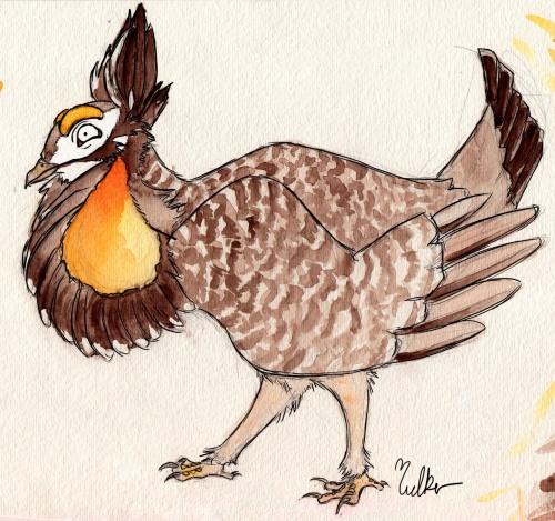 I had a LOT of fun with this prairie chicken. I sketched him out, watercolored him, and tried someth