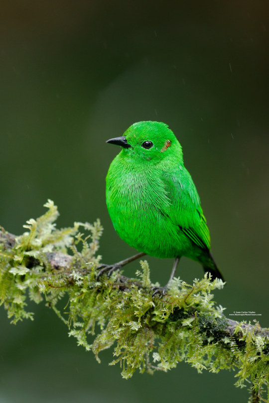 Glistening-green Tanager by https://ift.tt/2BtfCTS https://flic.kr/p/2jkk6uW
