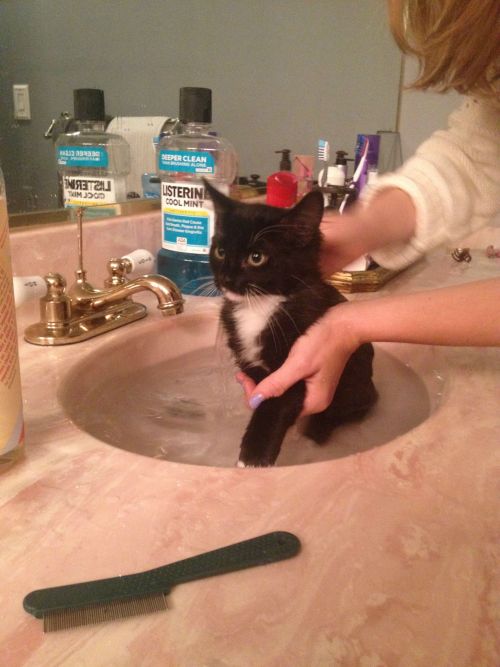 catsbeaversandducks:Benny Loves Standing Up And Hates Baths And Birthday PartiesOh and he hates his 