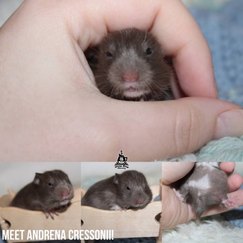 strongbrew-hamstery:Our very last baby is also my keeper - meet Andrena #Cressonii, a long haired ex