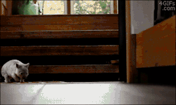 littlekingwolf:  This gif makes me ridiculously