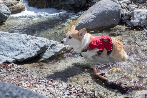 corgiaddict:trinketbaby:Trinket crossing a stream during our hike. “Ah! Cold, cold, cold!&rdqu