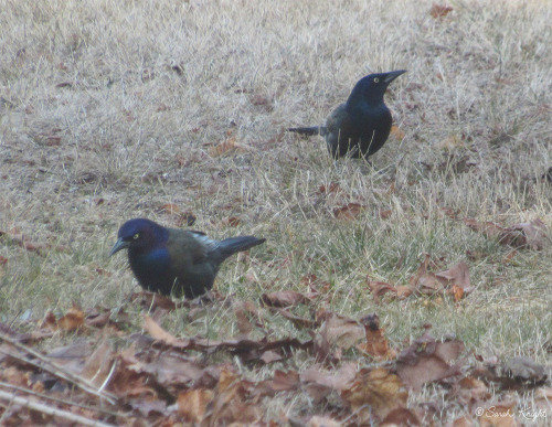 First grackles in the yard — 2021.