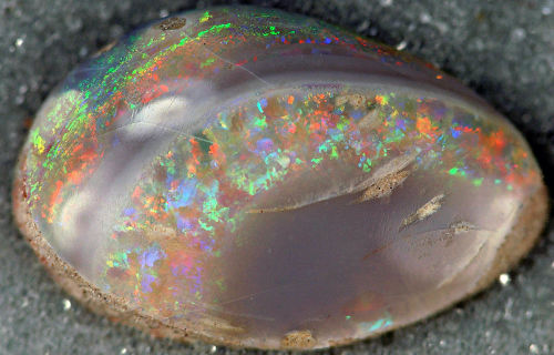 Opalized Bivalve Fossil (Lower Cretaceous) - Coober Pedy Opal Field, South Australia
