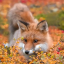 foxez-pawz