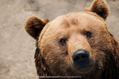 XXX fuck-yeah-bears:  Brown Bear by Rob van photo