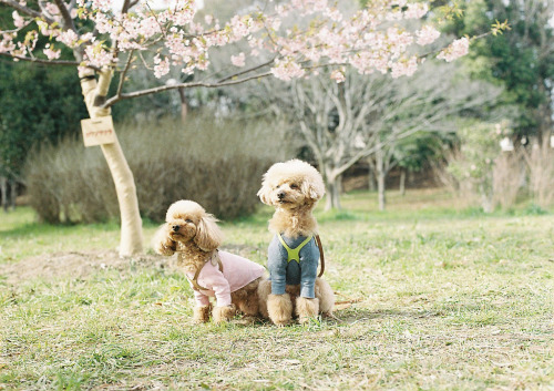 今年は、れおあんと一緒に桜写真撮れなかったな。