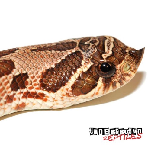 lovingexotics: Hatchling Mexican Hognose Snake Heterodon kennerlyi Source: Here