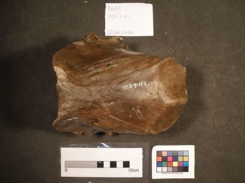 Deer cranium found at the Mesolithic site of Star Carr (NorthYorkshire).Twenty-one fragments of deer