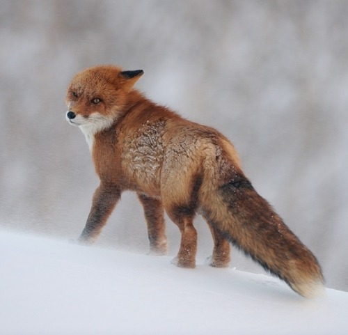 beautiful-wildlife:Cold Kamchatka Wind by Igor Shpilenok