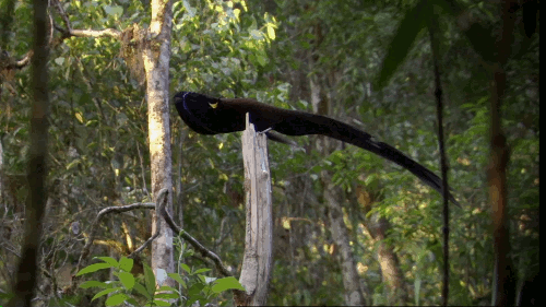 spinesaw:  chalkandwater:  The black sicklebill (Epimachus fastosus) has a rather special mating display.Attenborough’s Birds of Paradise (2015)  the amount of work birds put into getting some pussy is insane- spinesaw teaching people about animal