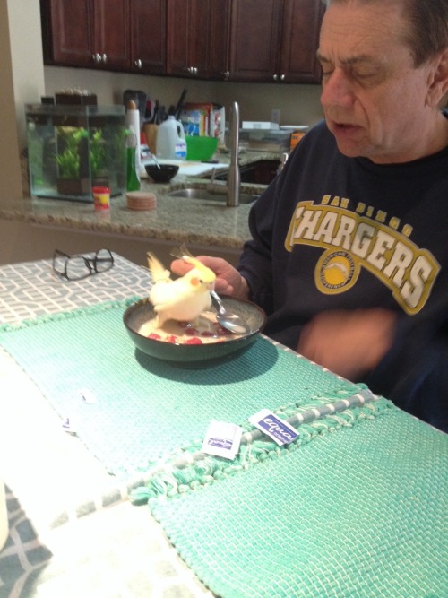 massacreprincess: The bird got in my dad’s cereal 