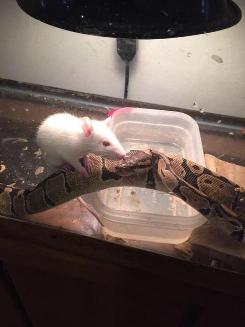 loodletooboodleroodlesoodle: dawn-hammer: oh my heart This is terribly unhealthy for the snake both 