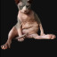 jammiethecat