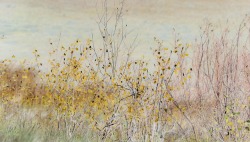 russell-tomlin:  Colorado Yellow