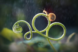 cutebiology:  A roller coaster for snails (snoller coaster) 