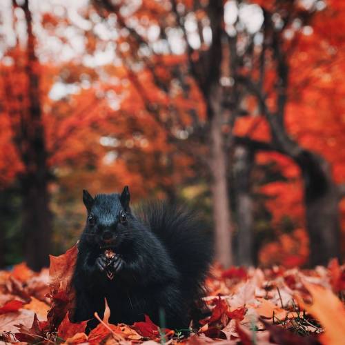 landscape-photo-graphy:Photographer Sanjay Chauhan Captures the Beauty of Canada’s Fall F