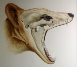 Grantmuseum:  Thylacine Submitted By Sandra Doyle 