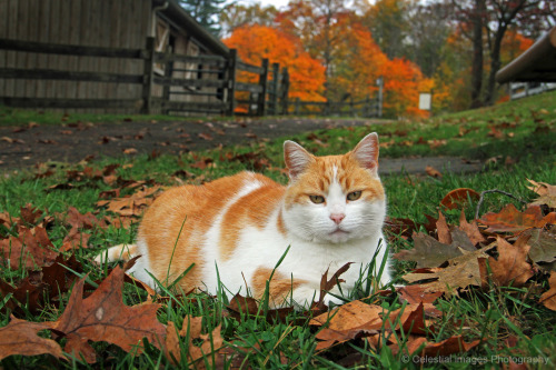 mischiefandmay:I made a new friend on my morning walk.Stable cat, Ridley Creek State Park, Delaware 