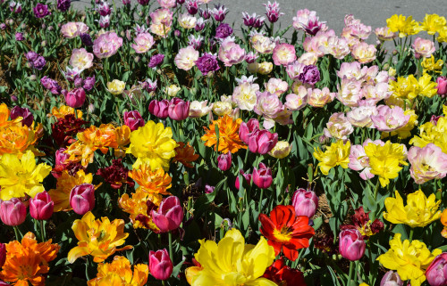 More tulips by Big Lake in City Park. New Orleans, Louisiana. March 2016.・For optimal photo quality,