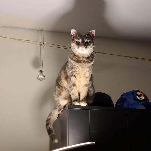 I got a new lamp&hellip; then the cat did this.